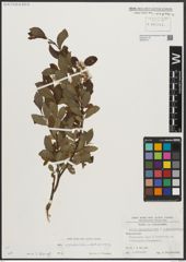 Foto von Salix appendiculata Vill. x Salix waldsteiniana Willd.